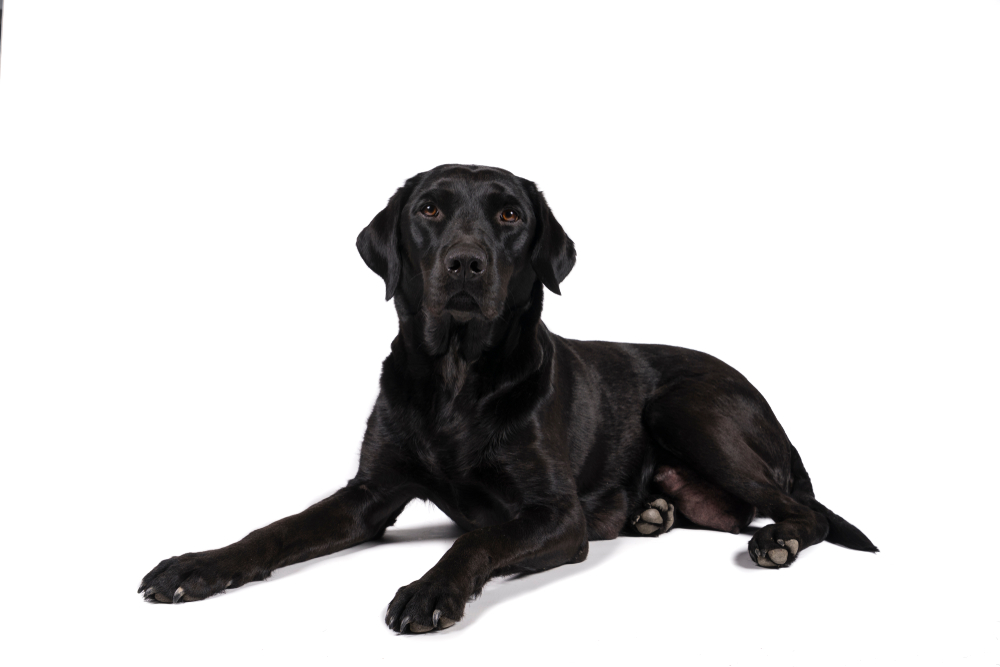 Portrait of a female black labrador retriever dog isolated on a white background