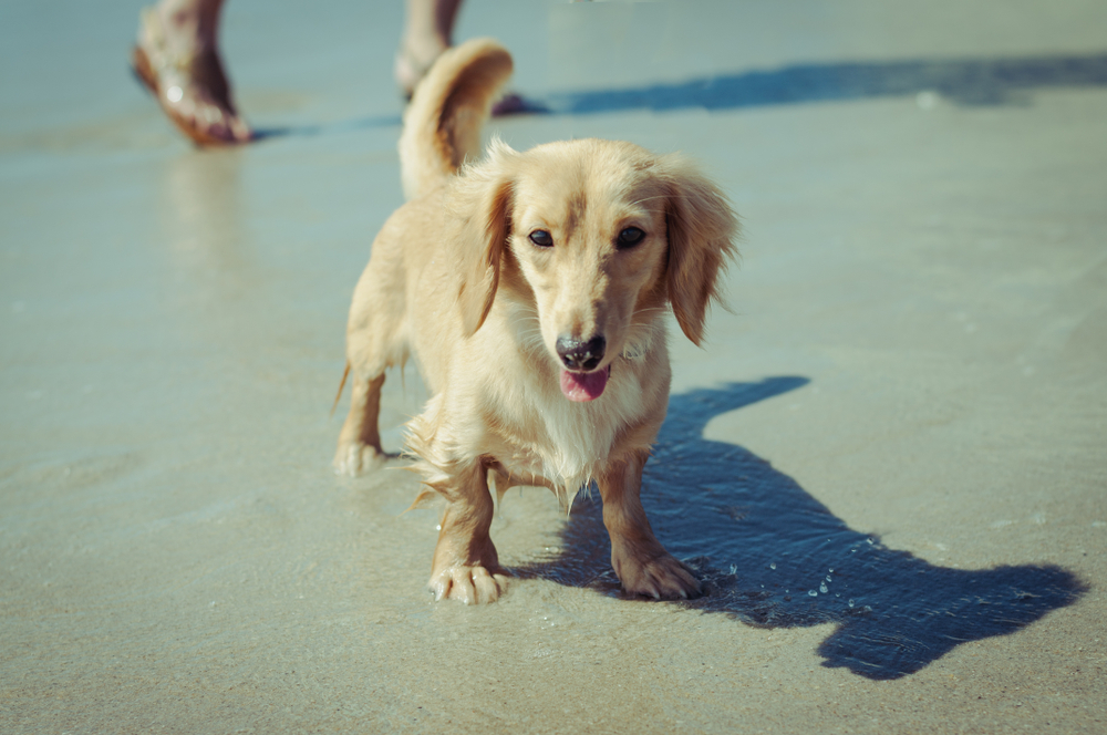 Happy dachshund at the beach.