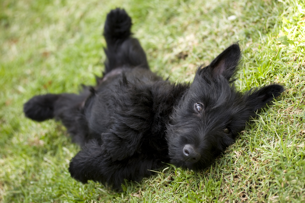 Playful scottish terrier puppy lying on its back