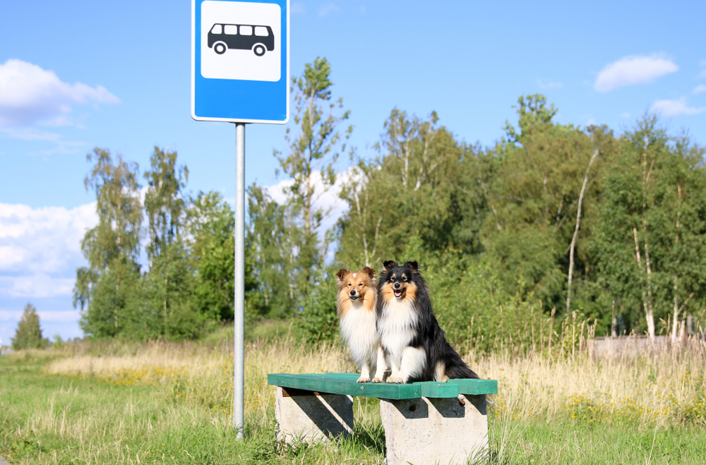 バス停の犬