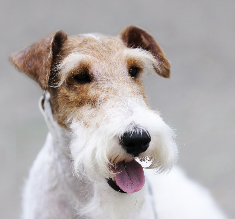 Fox terrier portrait over gray background