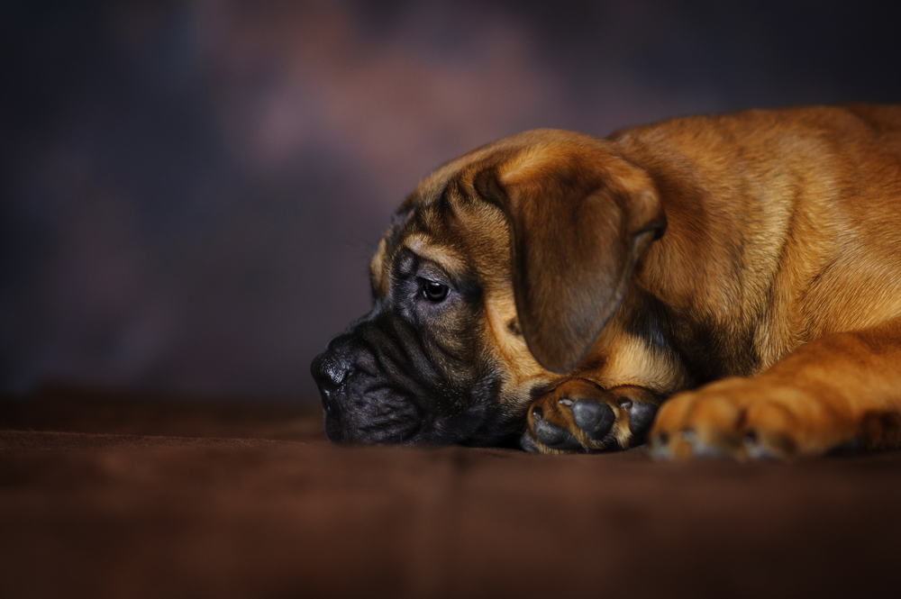 Lovely puppies in a basket.  Bullmastiff Dog. 