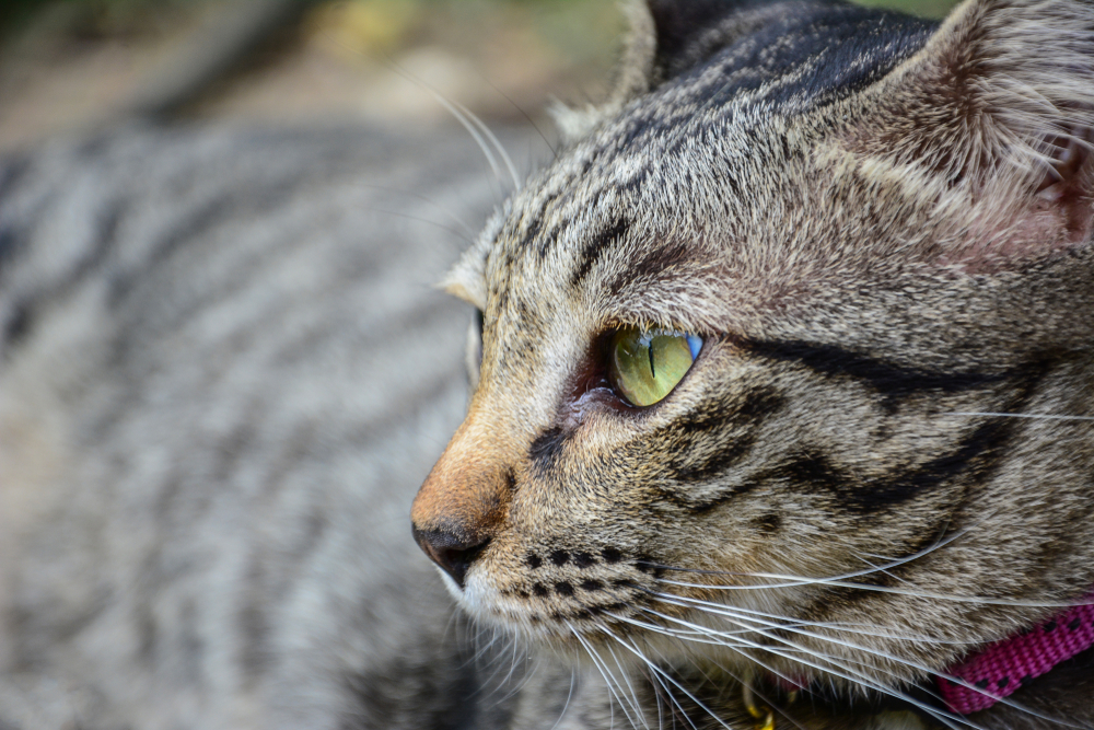 a closeup of a beautiful tabby cat with green eyes with a tilted head