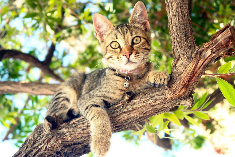 木の上でくつろいでいる猫