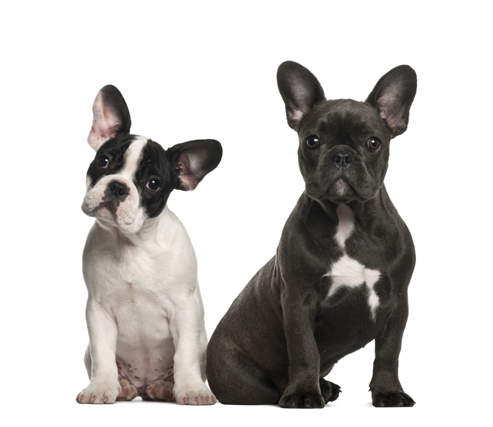 French bulldog puppies, 4 months old, sitting against white background