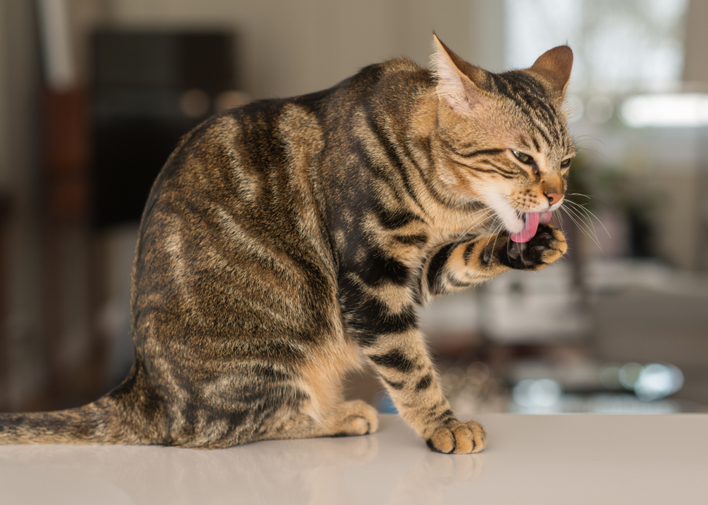 自分の手を舐める猫