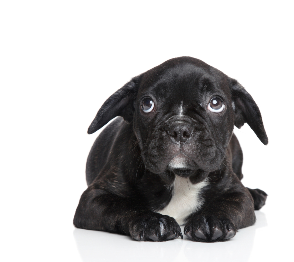 Scared French bulldog puppy on a white background