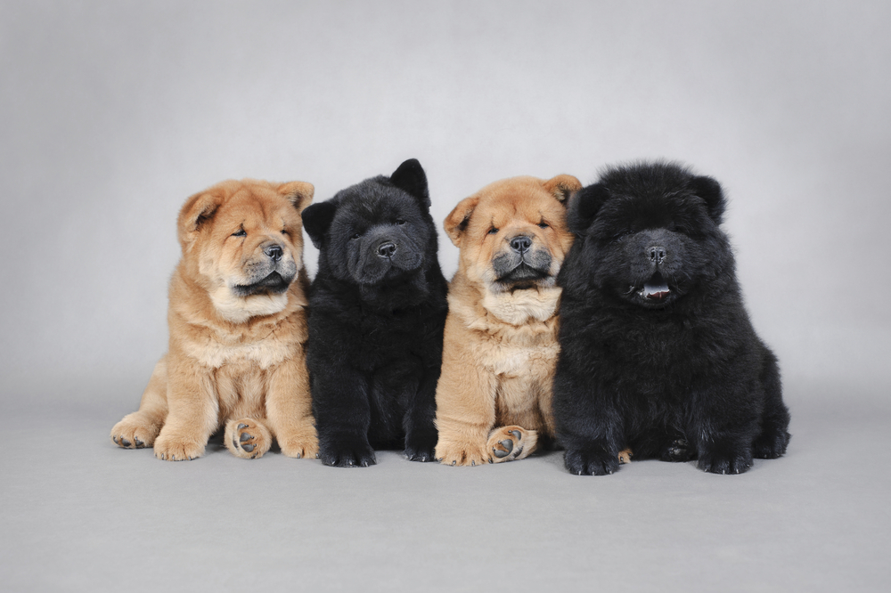 Four little Chow chow  puppies portrait at grey background