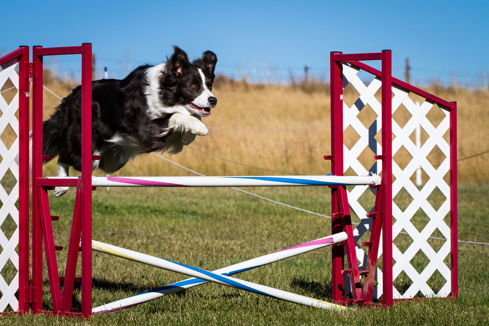 Border Collie - Jumping