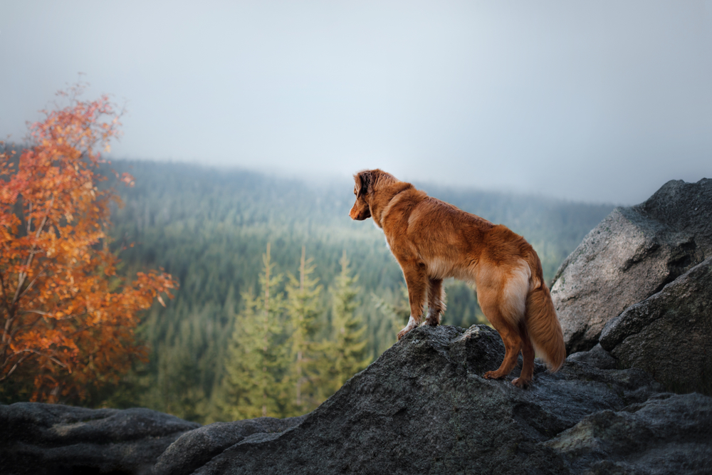 A dog in the mountains. Traveling with the pet. Healthy lifestyle. Nova Scotia Duck Tolling Retriever