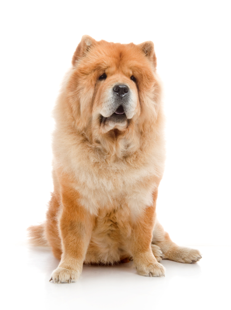 Chow-Chow  in studio shot on white background