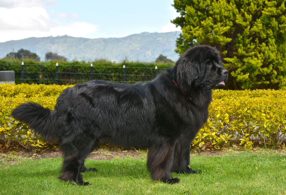  


Spectacular newfoundland dog, black, standing in profile in a nice garden.