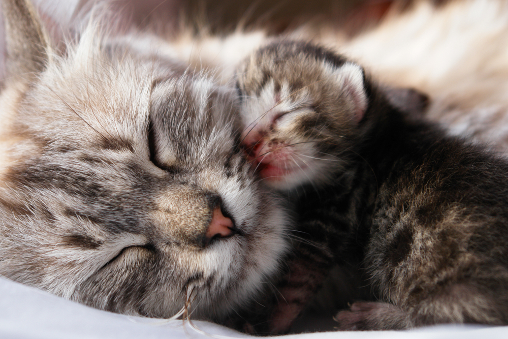 一緒に眠る母猫と子猫