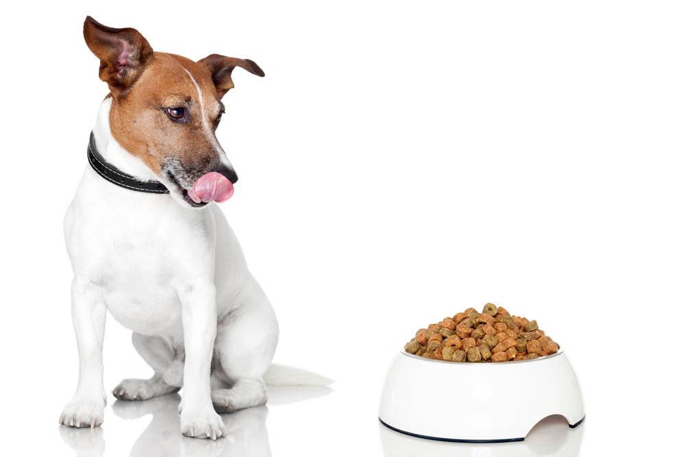 絶食は犬のダイエットに効果的？注意点とデトックス効果について。