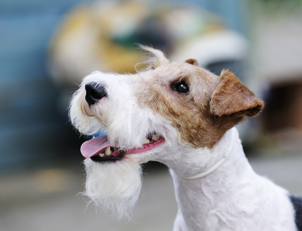 Fox terrier outdoors portrait over blurry background