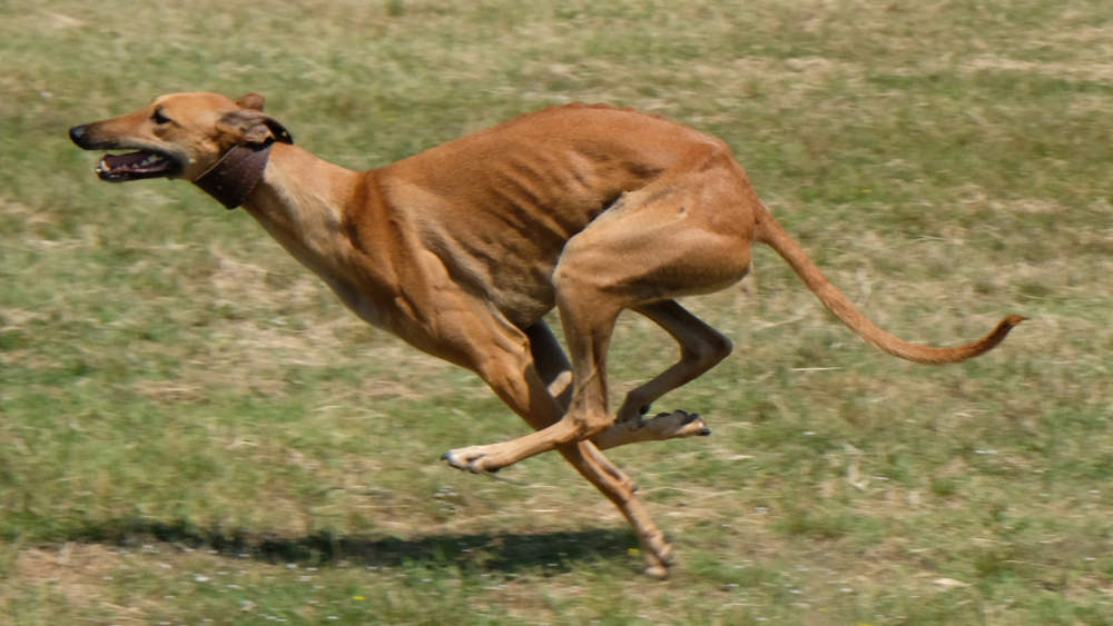 Greyhound is running  in pursuit of a mechanical hare (rabbit)