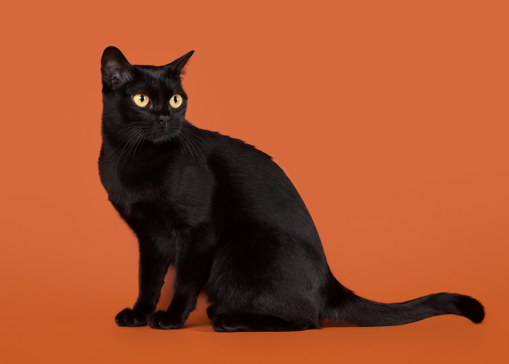 黒猫とボンベイの違いはなに？性格や特徴から解説

