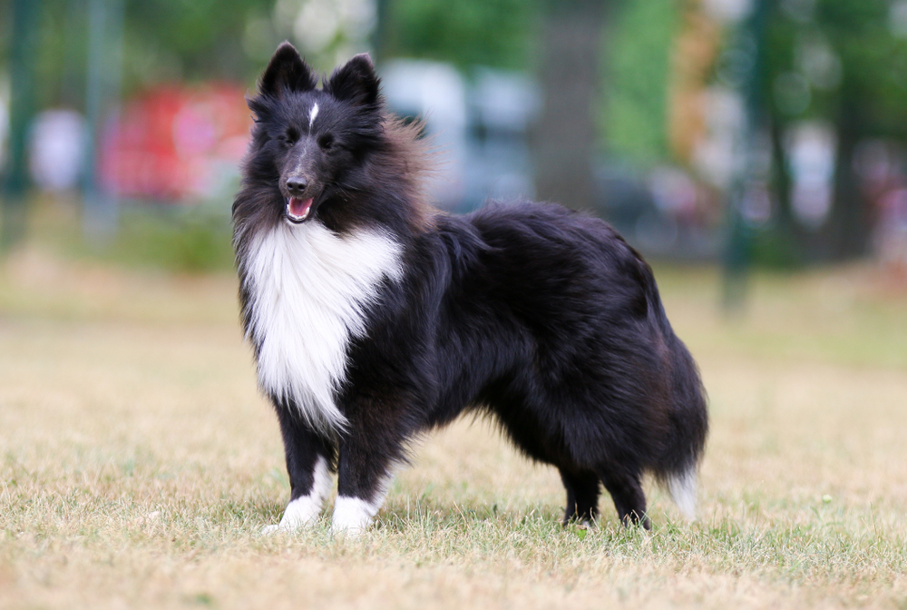 Summer portrait of sweet cute and smiling bi-black and white bicolor shetland sheepdog, sheltie. Little lassie dog standing outdoors on summer time, small collie with green background