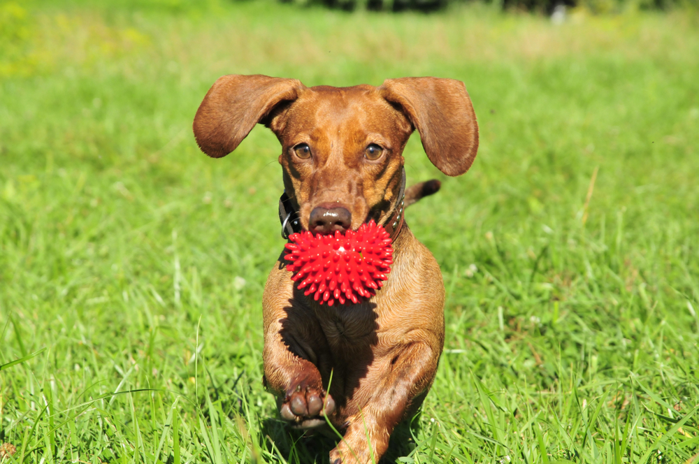 A dachshund dog runs with the ball. A dog of the breed is a standard smooth-haired dachshund, the color is red.
