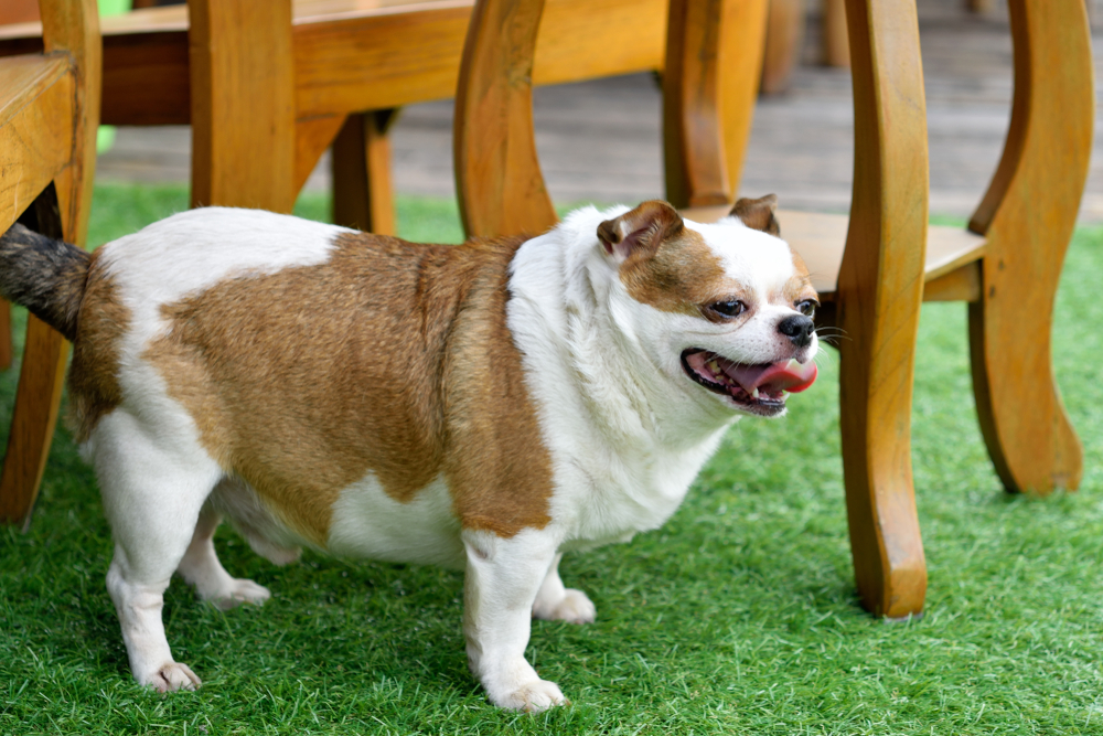Very fat dog（肥満） obesity