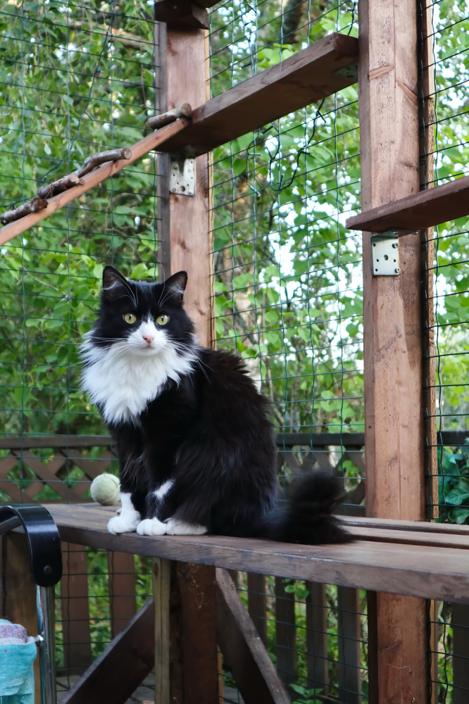 Long haired, fierce looking black and white cat in a DIY  cat patio, aka catio. Cat wants to be outdoors, build an enclosure for your cats safety, backyard patio is easy to do