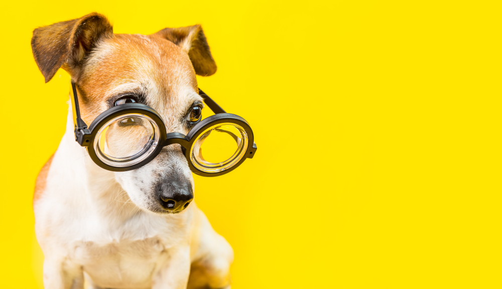 curious serious cute dog jack russell terrier in glasses on yellow background. horizontal banner. back to school