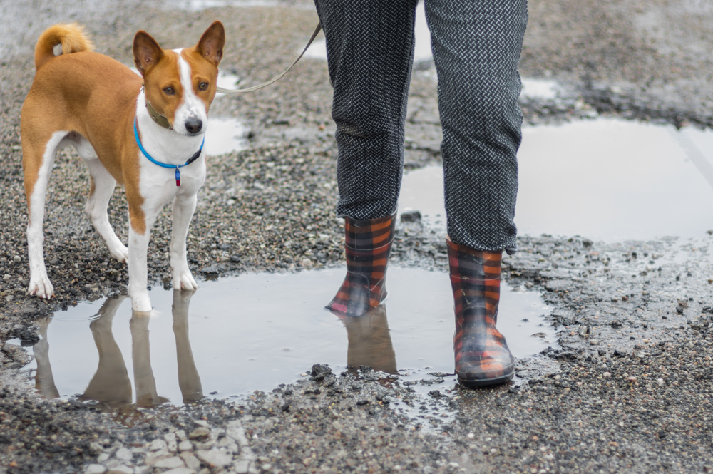Basenji dog with master wearing wellingtons walking through rain-water pools on the spring street