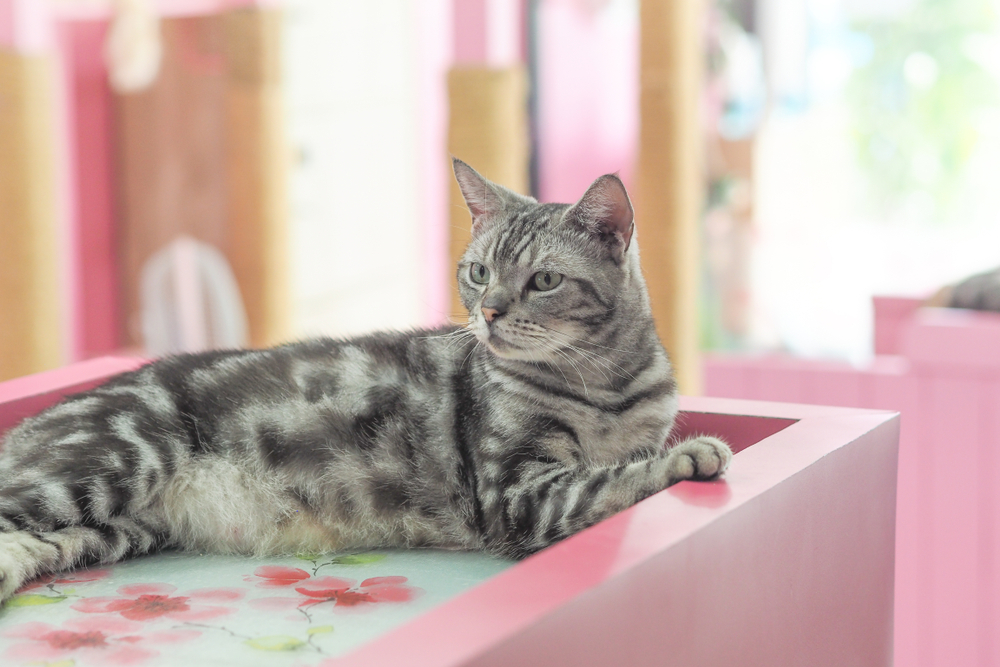 Cute cat, American Short Hair relax in lazy day