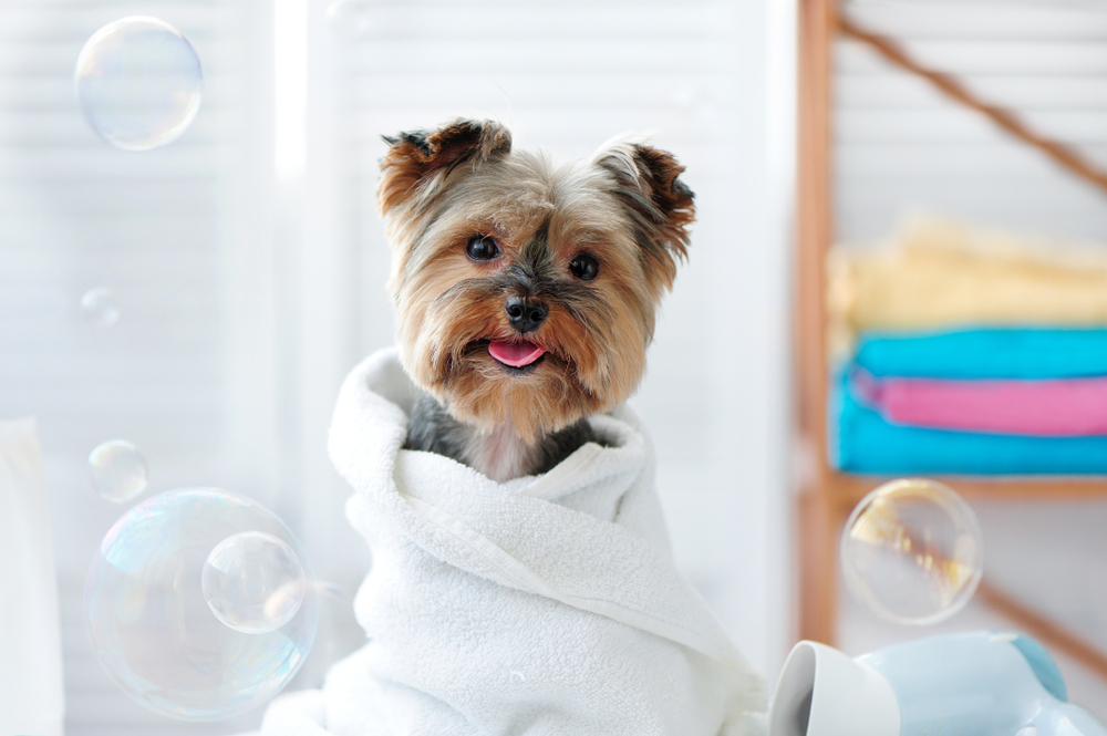 Cute little yorkie dog in a towel after bath