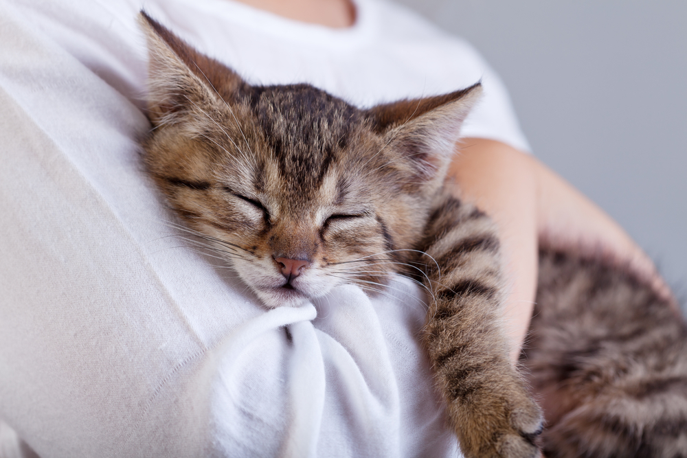 抱っこしてぐっすり寝る猫