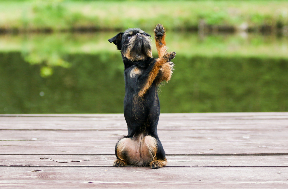 Black and tan funny small dog breed brussels griffon sitting on a wooden pier outdoors with green background on a summer time.  Brussels griffon showing dog tricks outside