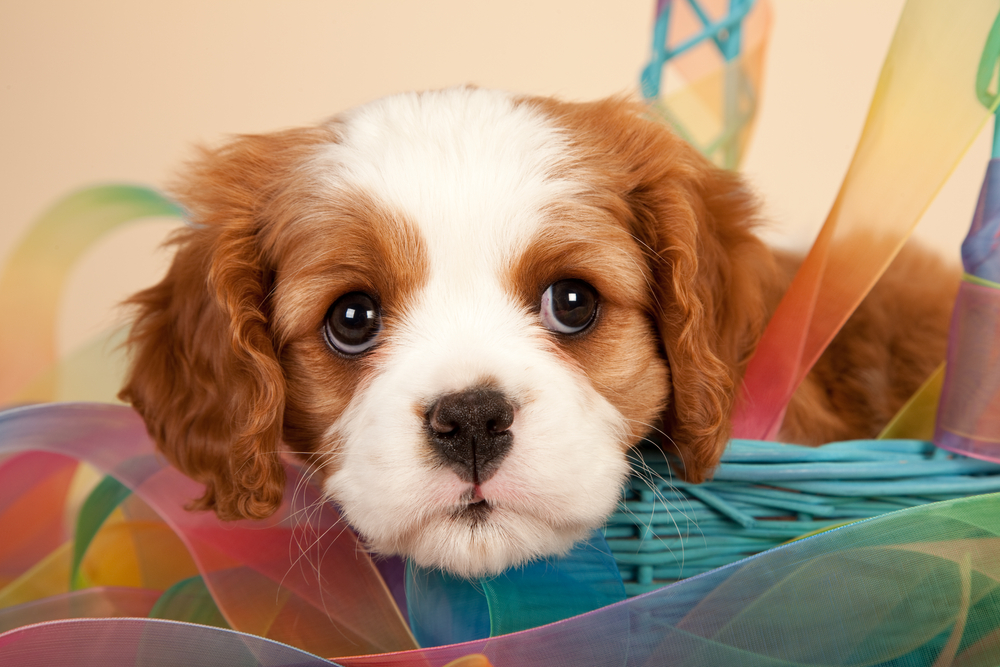 Cavalier puppy sitting inside blue basket with tie-dye pattern ribbon on beige background
