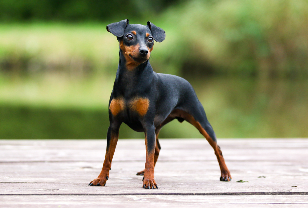 Black and tan miniature pinscher portrait on summer time.  German miniature pinscher standing outdoors on a wooden pier with green background. Smart and cute pincher with funny ears and round eyes