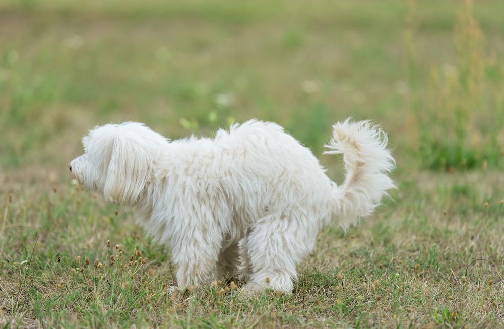 White Bichon bolognese dog poops in the park
