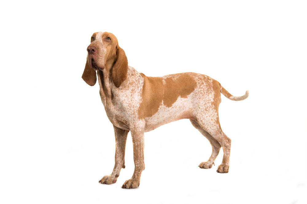 Bracco italiano standing seen from the side looking away waging its tail isolated on a white background
