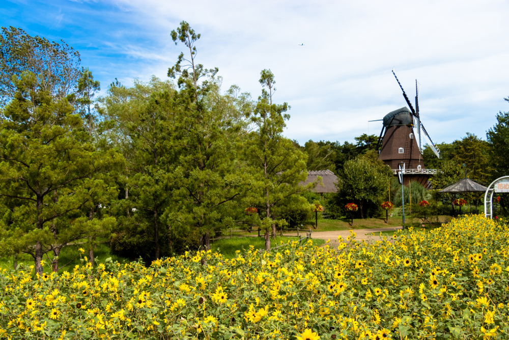 Sunflower and windmill at Andersen Park in Funabashi City, Chiba Prefecture, Japan
