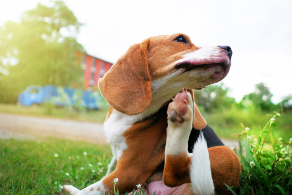 かゆい犬