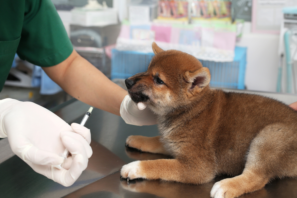 ワクチンを受ける柴犬