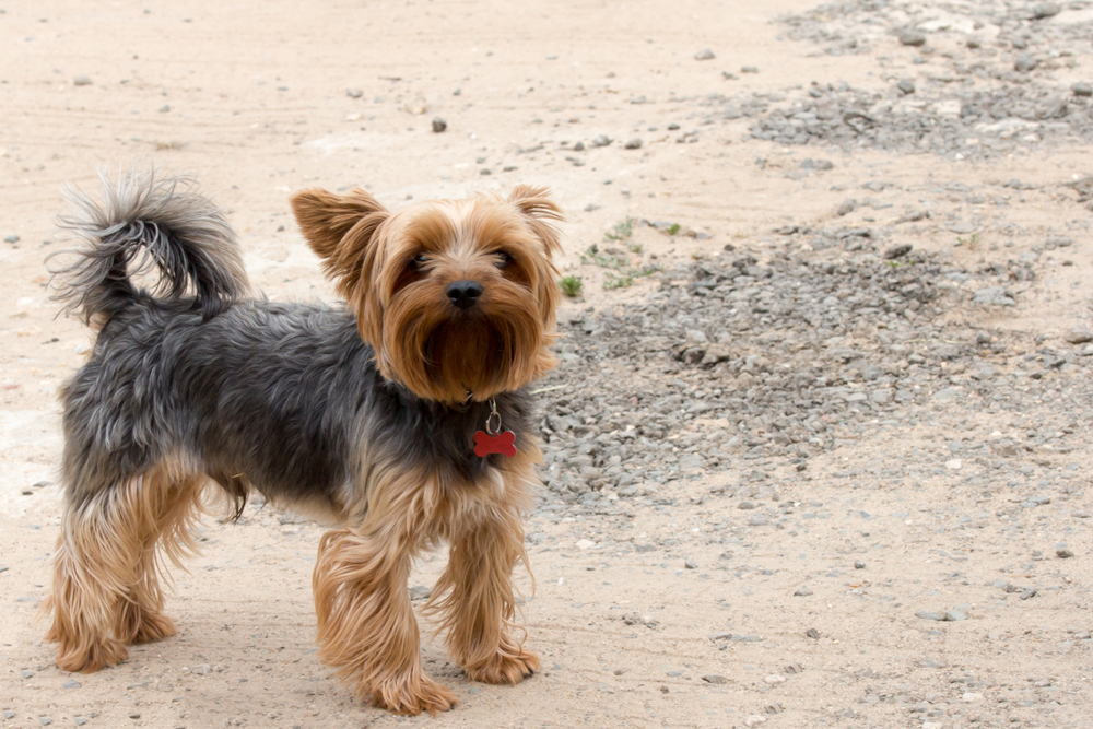 Yorkshire Terrier black-brown color with a short hair stand on a dirt road close-up.