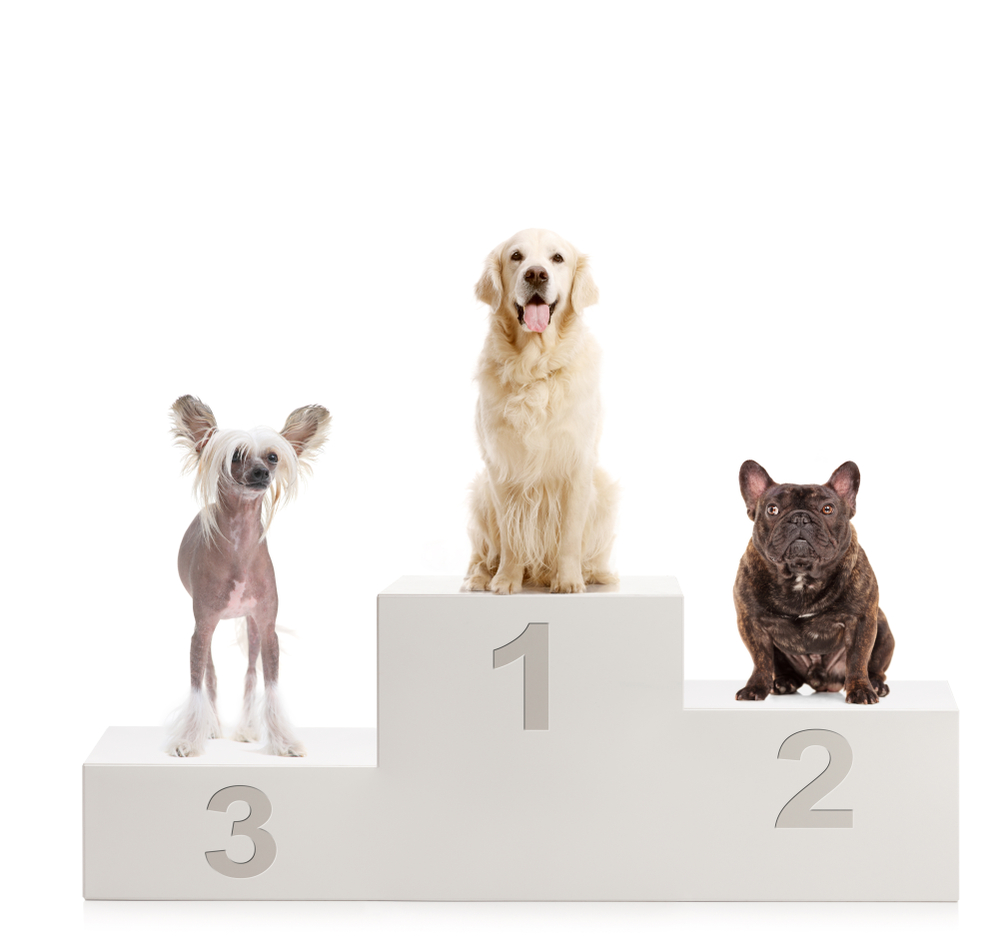 A gold retriever, chinese crested dog and a bulldog on a winners podium isolated on white background