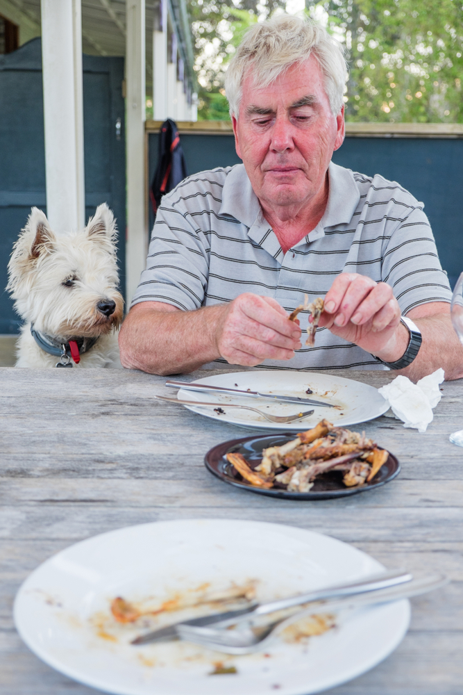 West highland terrier westie dog watching retired caucasian man pick at bones after meal