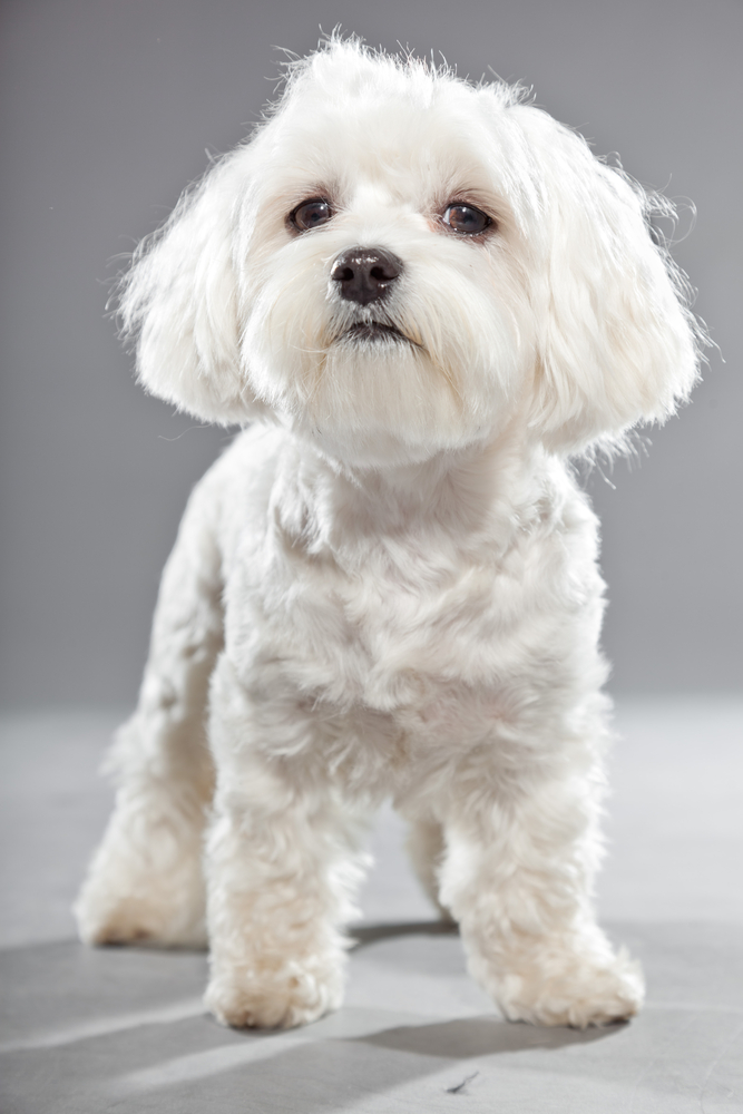 Cute white young maltese dog. Studio shot. Grey background.