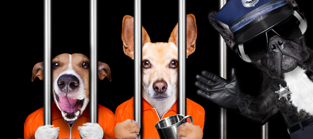 警察と囚人の犬