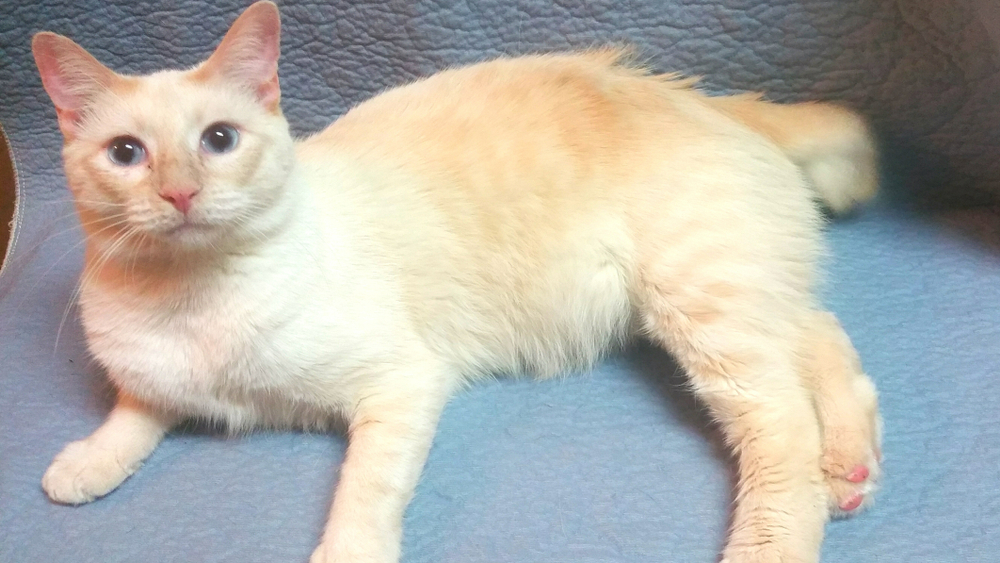 white and yellow American bobtail cat with blue eyes 