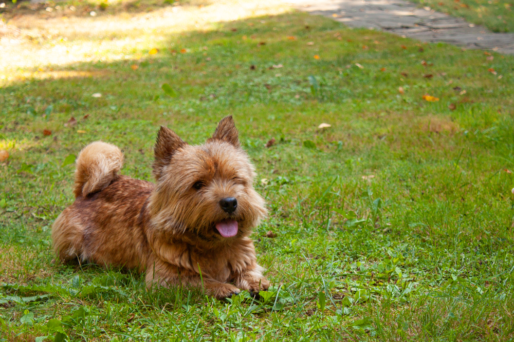 A small dog (Norwich Terrier) lies on the green grass with space for text