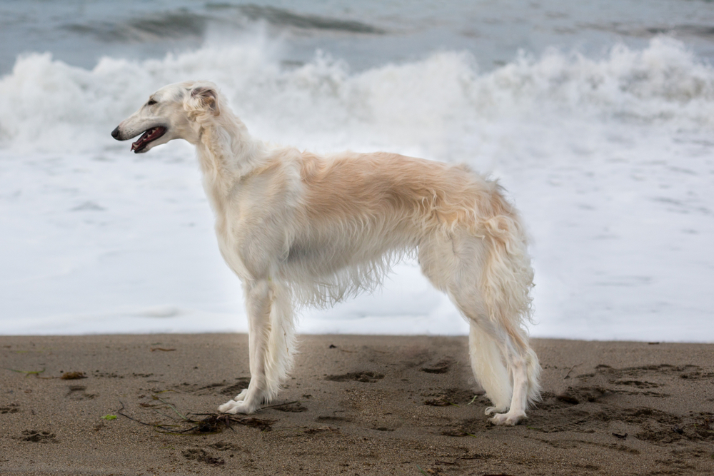 Portrait of Beautiful young wet Russian Borzoi dog standing at the seaside on the beach at sunset