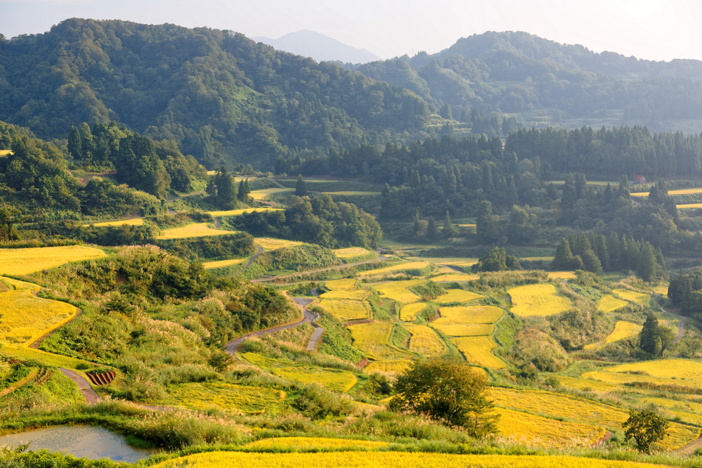 Idyllic scenery of terrace paddy fields on the hillside with golden rice crops bathed in bright sunlight before harvesting in autumn, in Hoshi Mountain Pass in Tokamachi, Niigata, Japan