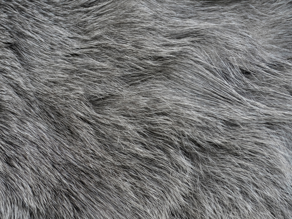 Gray cats fur as a background