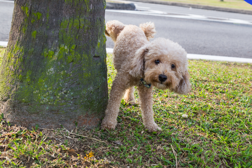 足を上げて木にマーキングする犬