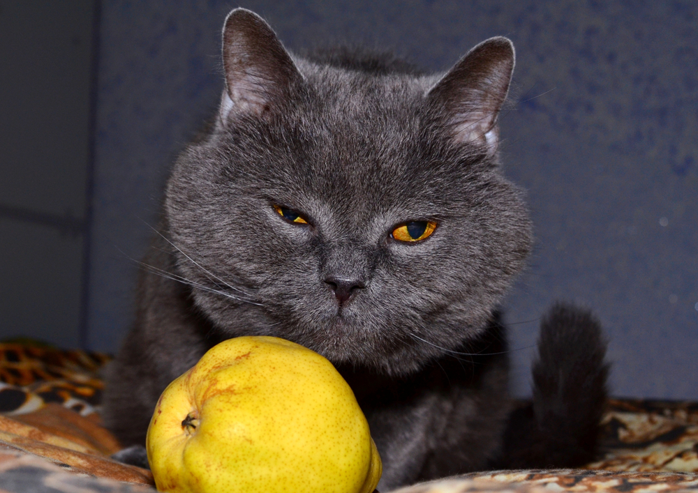 猫の前に置かれている黄色の梨